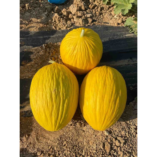 Image de MELON CANARI IT 5KG - KG BIO