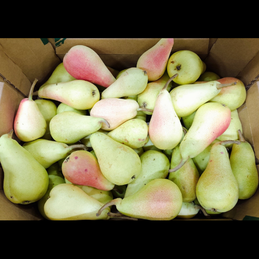 Image de POIRE PETIT CAL IT 6KG NVLLE RECOLTE - KG BIO