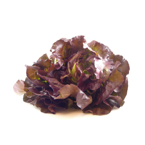 Image de SALADE LAITUE 4 SAISON BE 8PC - PC BIO