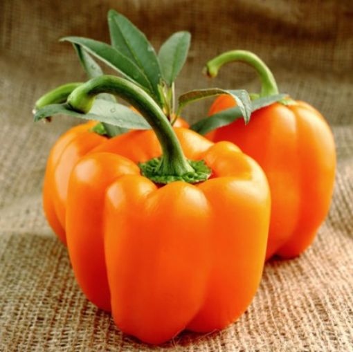 Image de POIVRON ORANGE BE 3KG - KG BIO