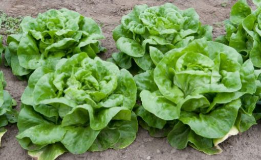 Image de SALADE LAITUE POMMEE VERTE BE 8PC - PC BIO
