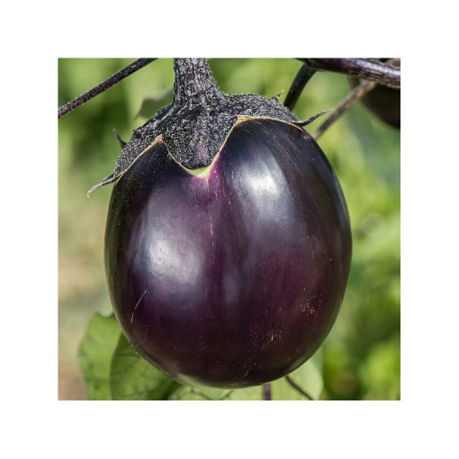 Image de AUBERGINE RONDE BE 3KG - KG BIO