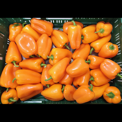 Image de POIVRON TATAYOYO BE 3KG - KG BIO