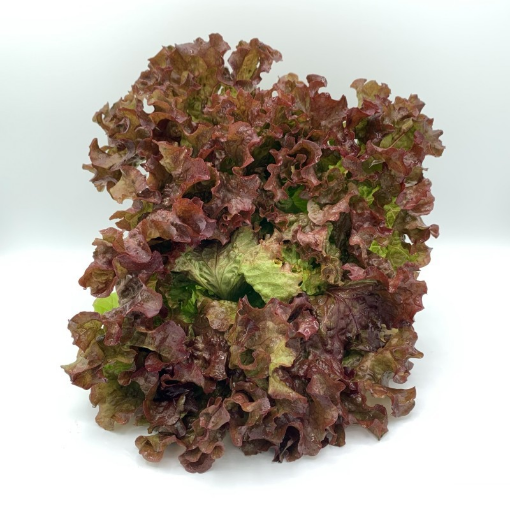 Image de SALADE BATAVIA ROUGE BE 8PC - PC BIO