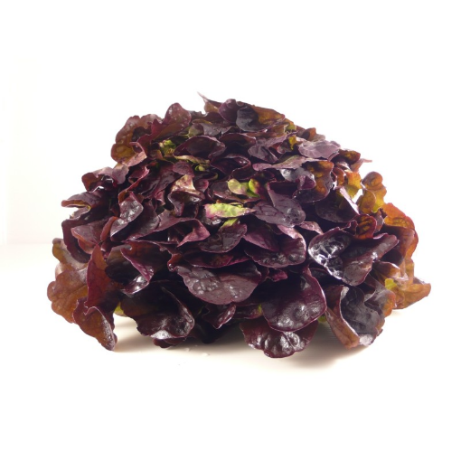 Image de SALADE CHENE ROUGE BE 8PC - PC BIO