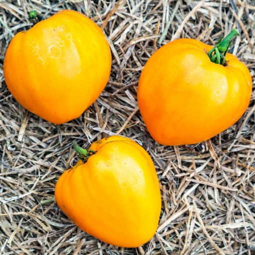 Image de TOMATE ANCIENNE COEUR DE BOEUF ORANGE 5KG - KG BIO