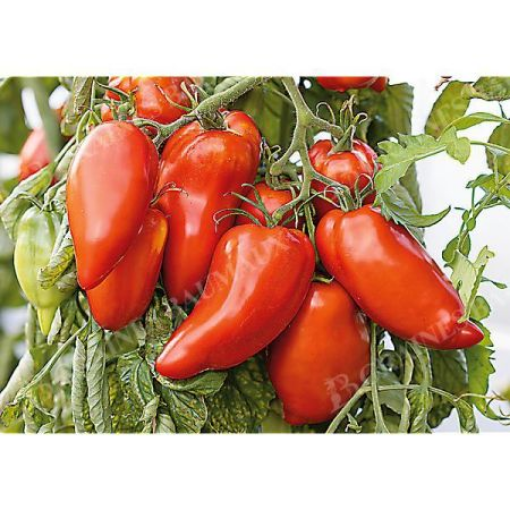Image de TOMATE ANCIENNE CORNE DES ANDES FR 5KG - KG BIO