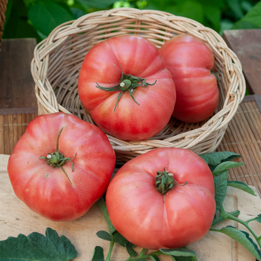 Image de TOMATE ANCIENNE ROSE DE BERNE FR 5KG - KG BIO