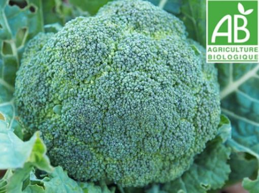 Image de BROCOLI NL 6KG - KG BIO