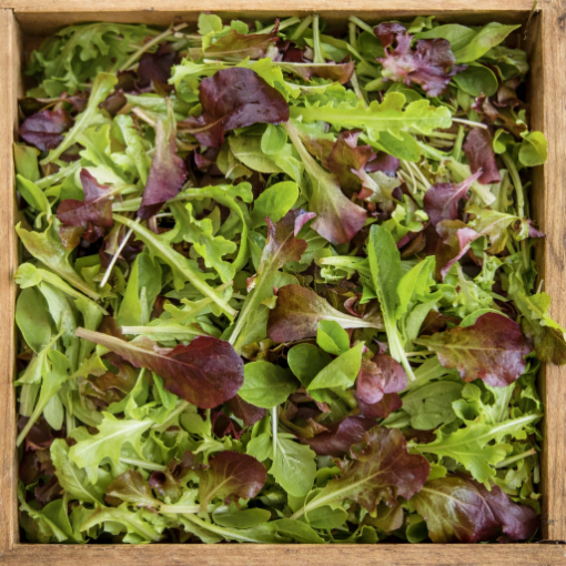 Image de POUSSE LAITUE/MESLUN TBE 1KG - KG BIO