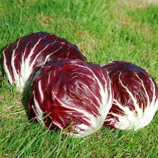 Image de RADICCHIO AVEC FEUILLES BE 2KG - KG BIO