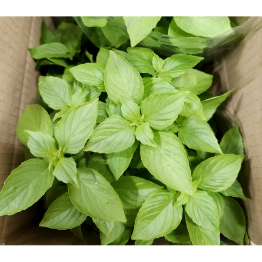 Image de BASILIC CITRON POT BE 3PC - KG BIO