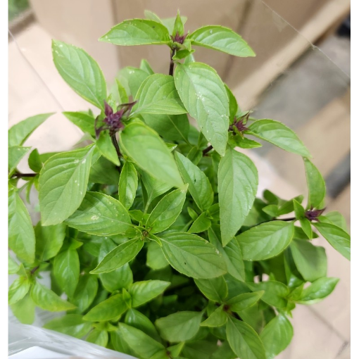 Image de BASILIC THAI POT 3PC - PC BIO