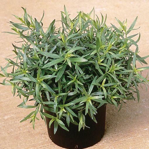 Image de ESTRAGON BE 3 POTS - POT BIO