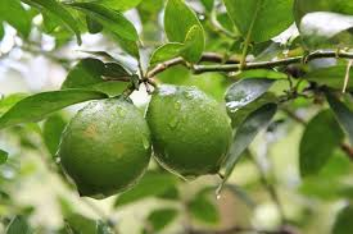 Image de LIME ES 4KG - KG BIO