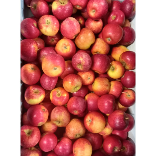 Image de POMME D'AOUT COLLINA BE 11KG - KG BIO