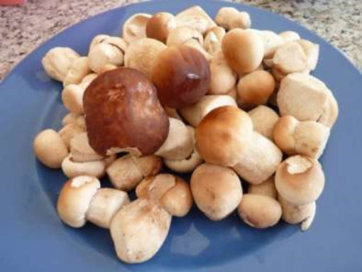 Image de CEPE PETIT BOUCHON 3KG - KG be