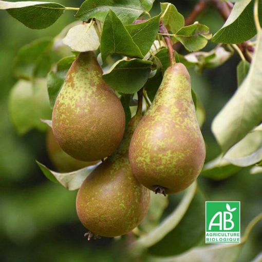 Image de POIRE CONFERENCE BE 13KG - KG BIO