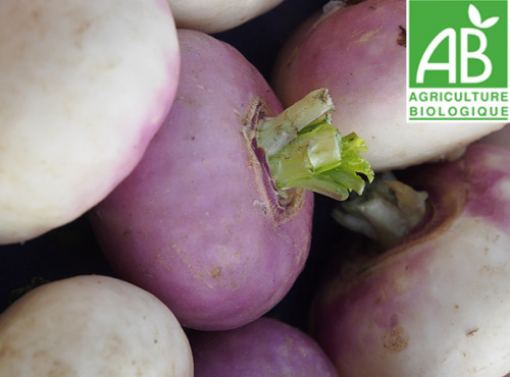 Image de NAVET VIOLET BE 5KG - KG BIO