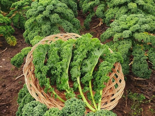 Image de CHOU KALE VERT BE 3KG - KG BIO