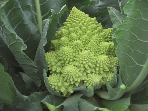 Image de CHOU ROMANESCO ES 8PC - PC BIO