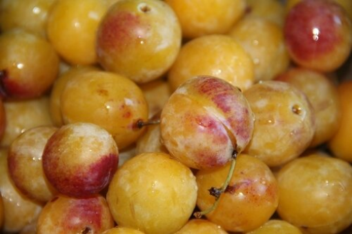 Image de MIRABELLE 5KG - KG