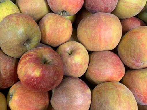 Image de POMME BOSCOOP 7KG - KG be
